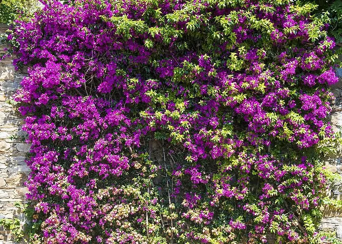 Renalu 4* فيربانيا